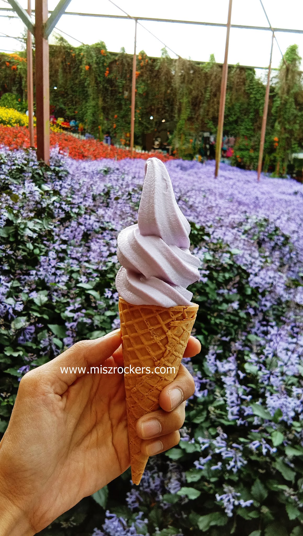 LAVENDER GARDEN CAMERON HIGHLAND