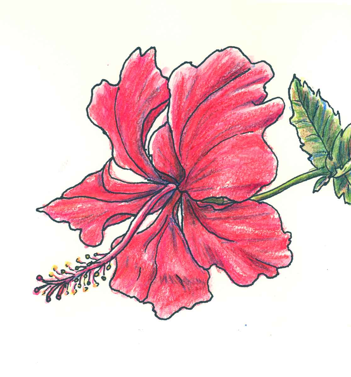 flower drawing