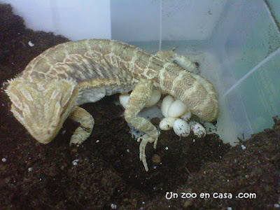 Puesta de huevos de Pogona vitticeps