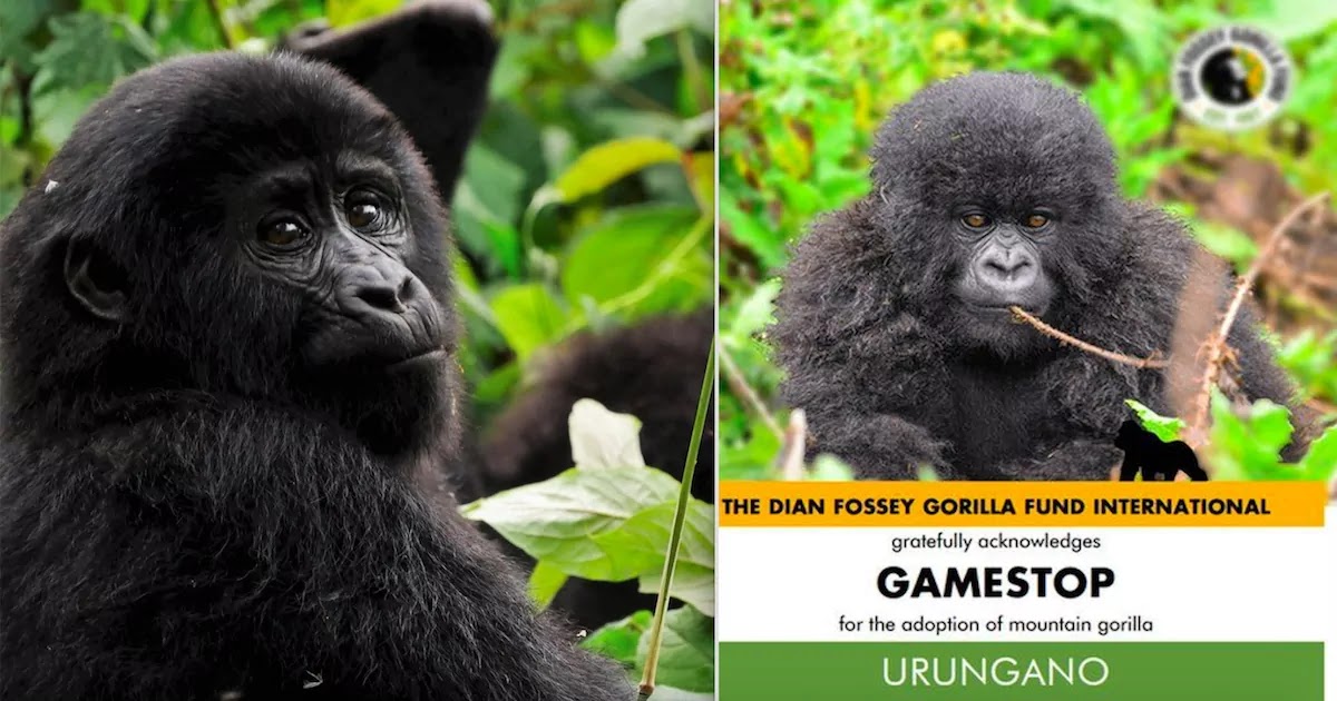 Reddit Investors Are Using Their GameStop Returns To Help Gorillas And Other Endangered Animals