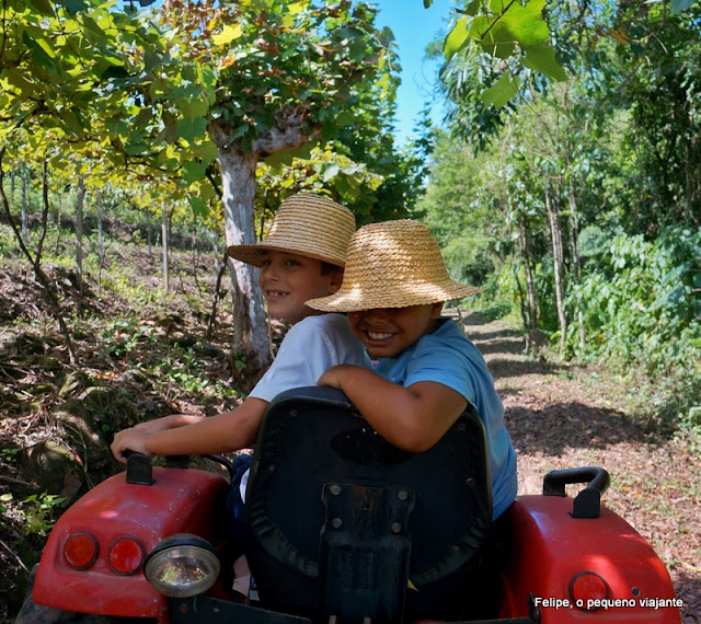 Tour Vinho e Paisagem da Cristofoli