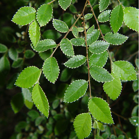 CÂY DU - CHINESE ELM (Ulmus Parvifolia)