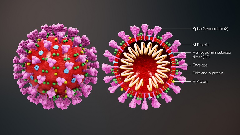  Riset: Virus Corona Penyebab COVID-19 ternyata Bermutasi Jadi 2 Tipe, naviri.org, Naviri Magazine, naviri