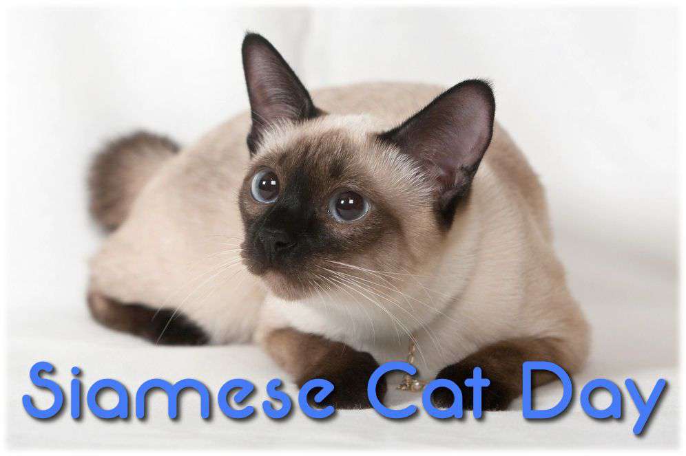 National Siamese Cat Day Wishes pics free download