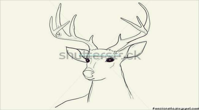 Pencil Drawings Deer