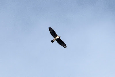 Bonelli's Eagle