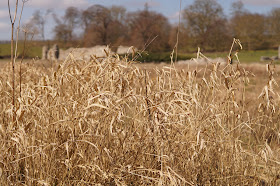 spring in Norfolk countryside