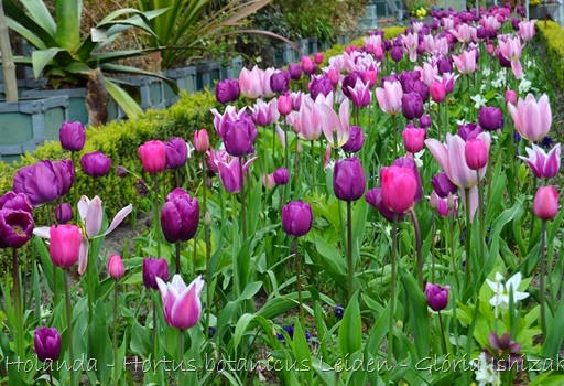 Glória Ishizaka - Hortus Botanicus Leiden - 65