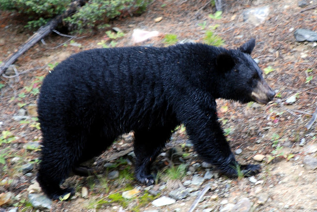 Beautiful,cute,dangerous brown,black bear,bear running and crying on beautiful  grass ground,wallpapers,pictures,images    