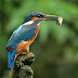 The Kingfisher’s Beak