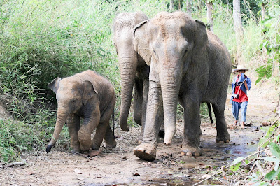 Chiang Mai, Thailand: Maerim Elephant Sanctuary