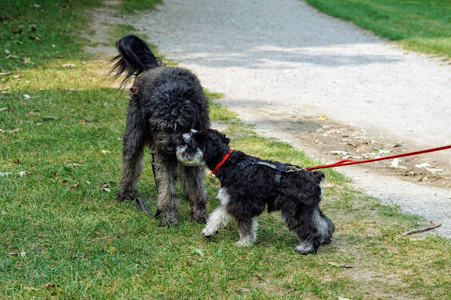 Bernedoodle and Mini Schnauzer on Humber River Trail