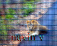 Free old Lion King at Sanjay Gandhi National park safari in Borivali suburb of Mumbai in India