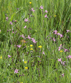 Ragged robin, Lychnis flos-cuculi, in a wet meadow in Keston. 14 May 2011. Taken with a Canon EOS 450D and a Canon EF 28-135 f/3.5-5.6 IS USM lens.