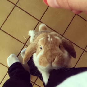 Funny animals of the week - 21 February 2014 (40 pics), rabbit hugging human leg