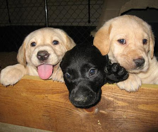 Labrador Retrievers puppies picture