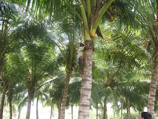 tender coconut - straight from the tree