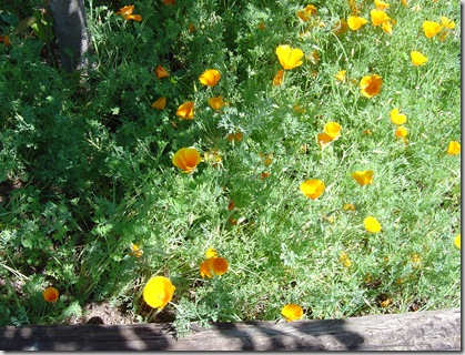 poppies