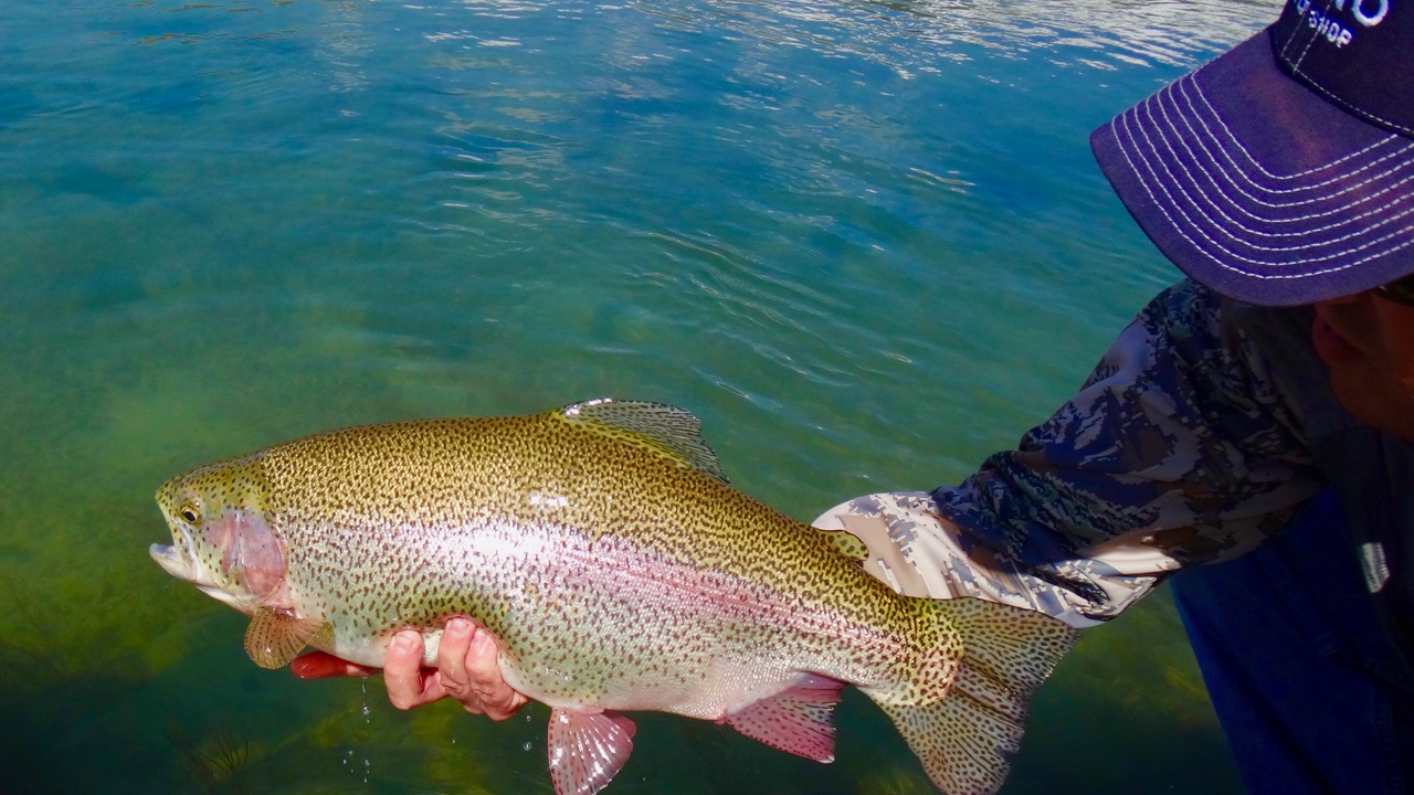 The Fly Syndicate: Trophy Trout - What Conditions Grow Big Fish?