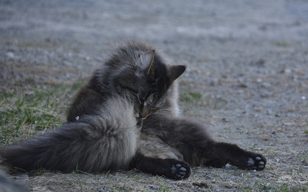 katt pus pusekatt kattepus