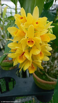 Den. sulcatum　サルカタム