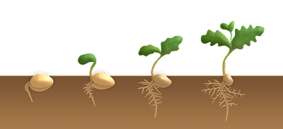 La germination des semences de la pastèque