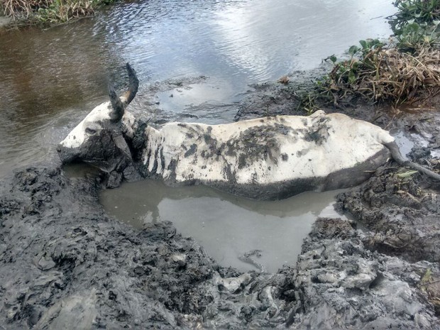 Vaca de 250 kg atola às margens de rio no Agreste e é resgatada por 4 homens