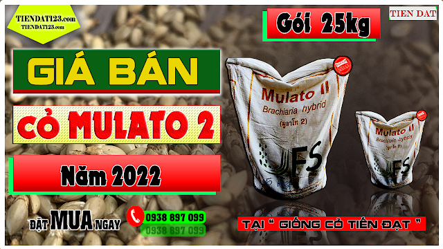 Giá cỏ mulato 2 gói trọng lượng 25kg