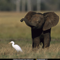 gambar gajah, foto gajah