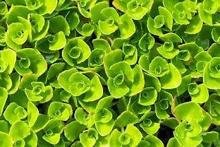 Sedum -- Stonecrop