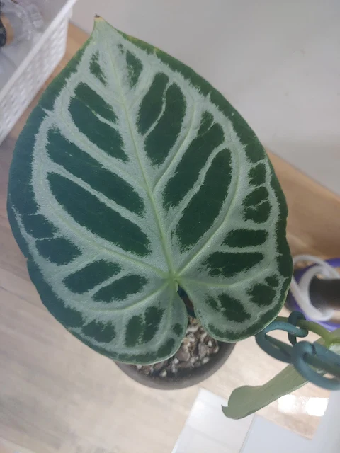 크리스탈호프