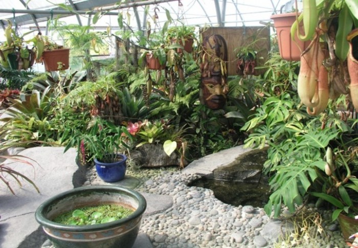 Backyard Tropical Landscaping Ideas