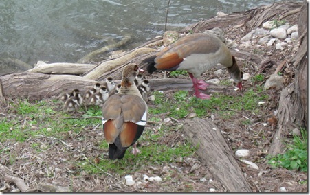 2010 spring baby ducks packing for cruise 011