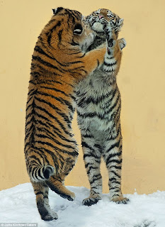 siberian tigers, dancing tigers, vienna zoo tigers, tiger pictures