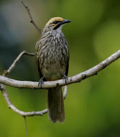 burung cucakrawa