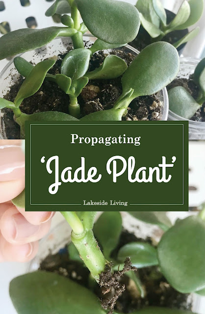 Propagating Jade Plant Guide