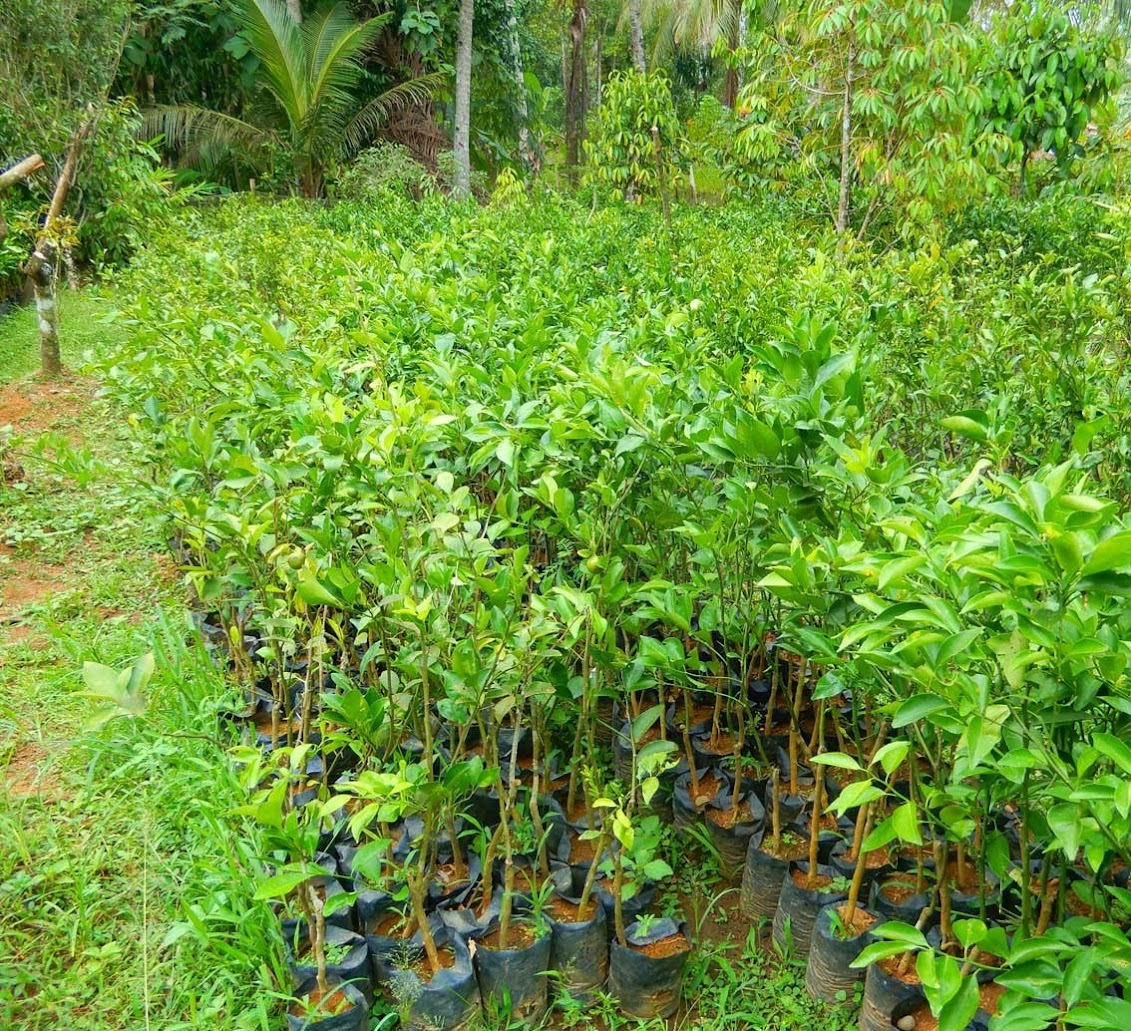 jual bibit jeruk siyem cepat berbuah dalam pot Tangerang Selatan