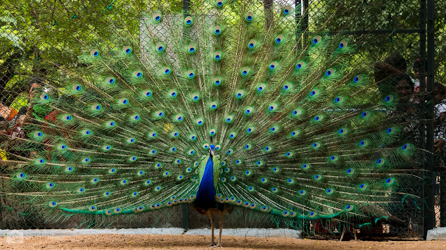 Appearance of Peacock