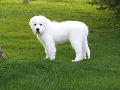 Great Pyrenees Puppies Picture