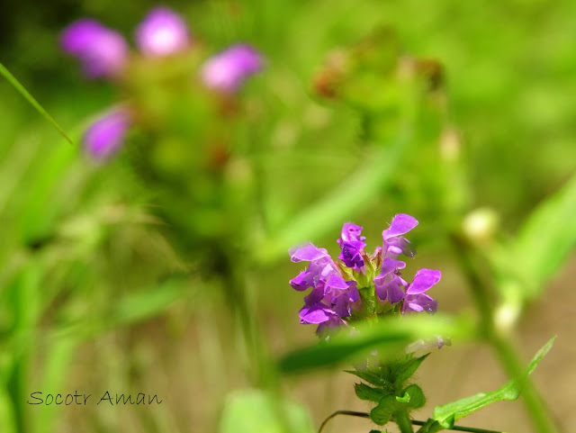 Prunella vulgaris