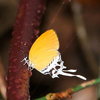 Branded Imperial (Eooxylides tharis)