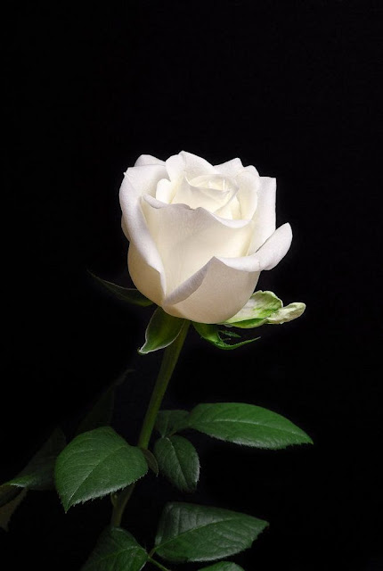৫০+ সাদা গোলাপ ফুলের ছবি ডাউনলোড | White Rose Flower Picture Download ৫০+ সাদা গোলাপ ফুলের ছবি ডাউনলোড | White Rose Flower Picture Download