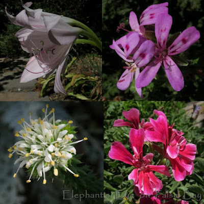 Crinum Pelargonium Knoffel buchu Pelargonium