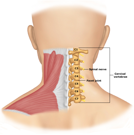El Cuerpo Humano: vértebras
