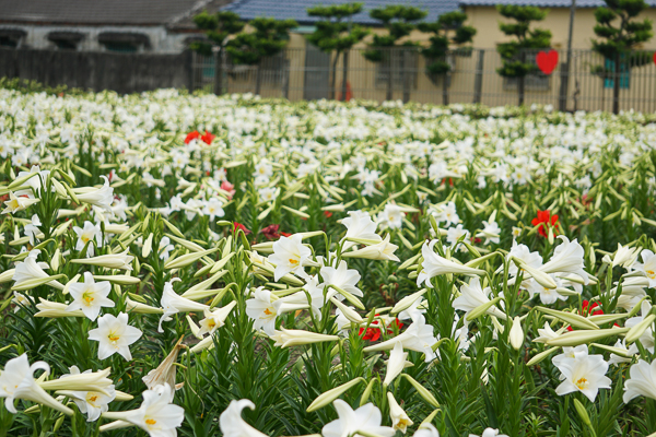 雲林四湖長春園藝孤挺花園鐵砲百合花海和孤挺花爭奇鬥艷美不勝收