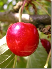 DSCN4441