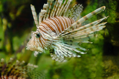 lion fish