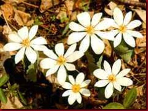 bloodroot