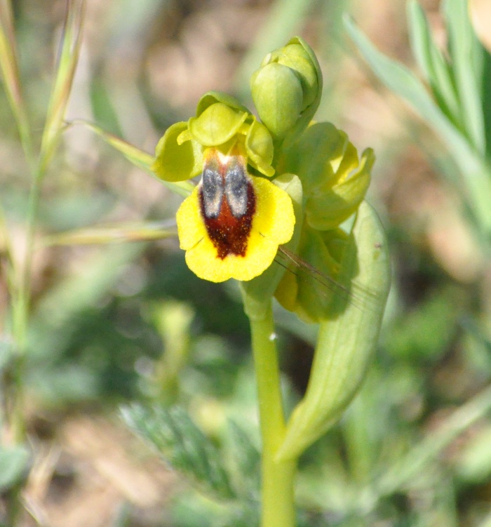 Ophrys lutea