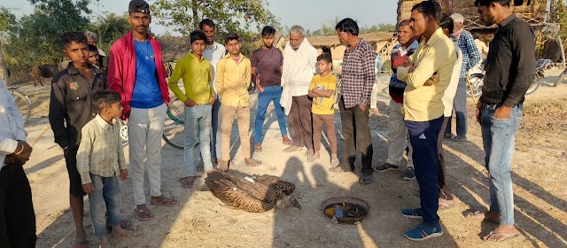 निन्दूरा क्षेत्र के धन्नाग तीर्थस्थल पेड़ पर घायल अवस्था में मिला गिद्ध